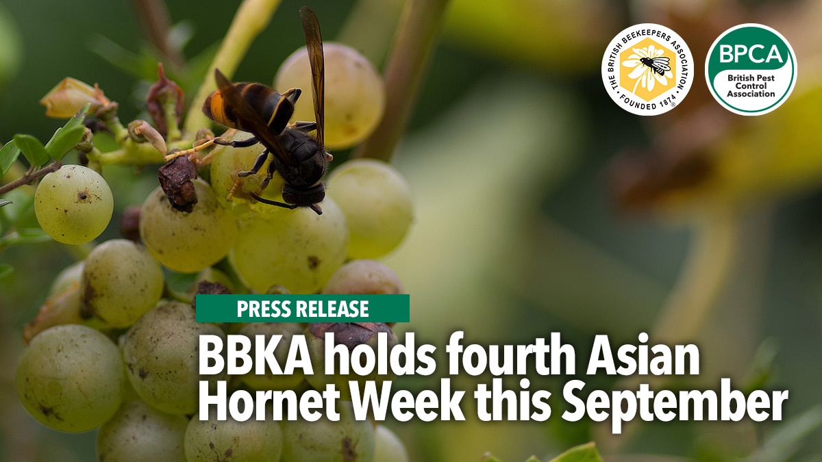 bbkaasianhornetweekhero bbkaasianhornetweekhero